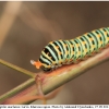 pap machaon larva7 kher